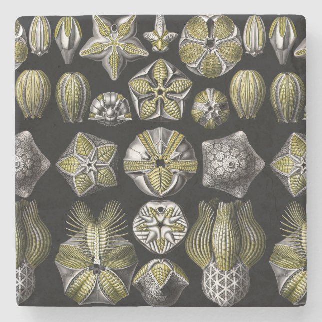Porta-copo De Pedra Ernst Haeckel Blastoidea (Frente)