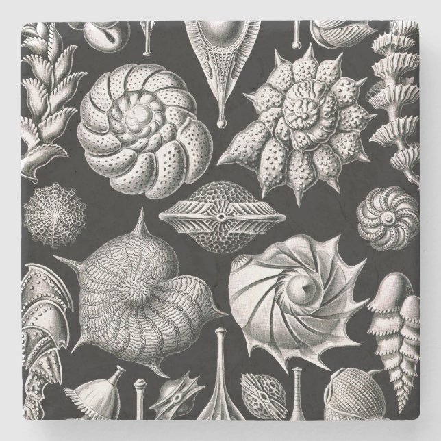 Porta-copo De Pedra Ernst Haeckel Thalamophora II (Frente)