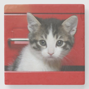 Porta-copo De Pedra Espreitar do gatinho