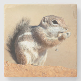 Porta-copo De Pedra esquilo-antílope de Harris (Ammospermophilus)