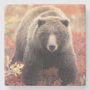 Porta-copo De Pedra EUA, Alasca, Parque Nacional Denali, Urso Pardo fê