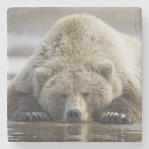 Porta-copo De Pedra EUA, Alasca, Parque Nacional Katmai, Urso Pardo