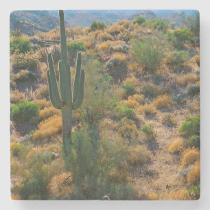 Porta-copo De Pedra EUA, Arizona. Desert View