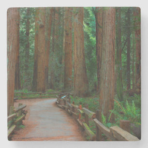 Porta-copo De Pedra EUA, Califórnia. Caminho Entre Redwoods Em Muir