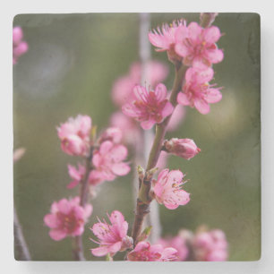 Porta-copo De Pedra EUA, Califórnia. Flores Cor-de-Rosa Em Uma Árvore