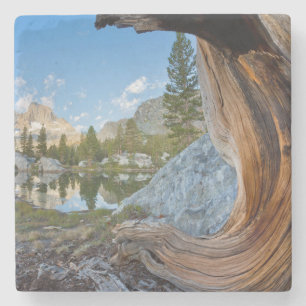 Porta-copo De Pedra EUA, Califórnia, Floresta Nacional de Inyo. Pinhei