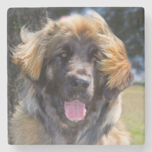 Porta-copo De Pedra EUA, Califórnia. Retrato de Leonberger sentado