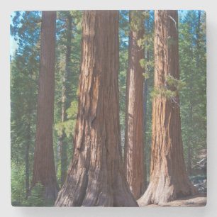 Porta-copo De Pedra EUA, Califórnia. Troncos de Árvores Redwood, Marip