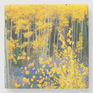 Porta-copo De Pedra EUA, Colorado. Amarelos Brilhantes Aspens nas Mont