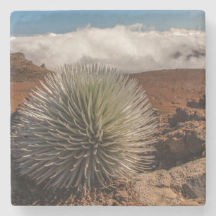 Porta-copo De Pedra EUA, Havaí, Maui, Parque Nacional Haleakala