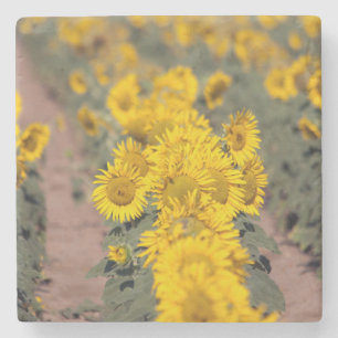 Porta-copo De Pedra EUA, Kansas. Girassóis (Helianthus Annuus)