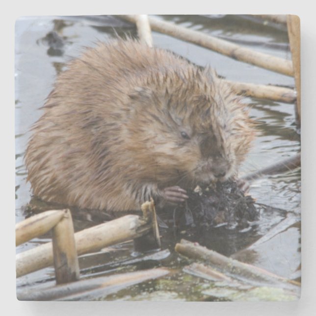 Porta-copo De Pedra EUA, Nebraska. Castor (Frente)