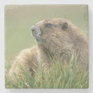 Porta-copo De Pedra EUA, Washington, Parque Nacional Olímpico, Marmota