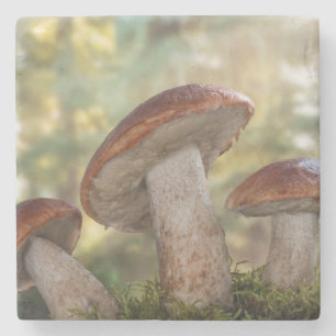 Porta-copo De Pedra EUA, Washington, Seabeck. Leccinum Insigne