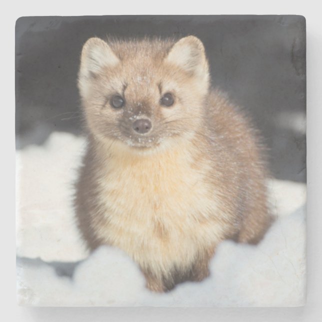 Porta-copo De Pedra EUA, Wyoming, Parque Nacional Yellowstone (Frente)