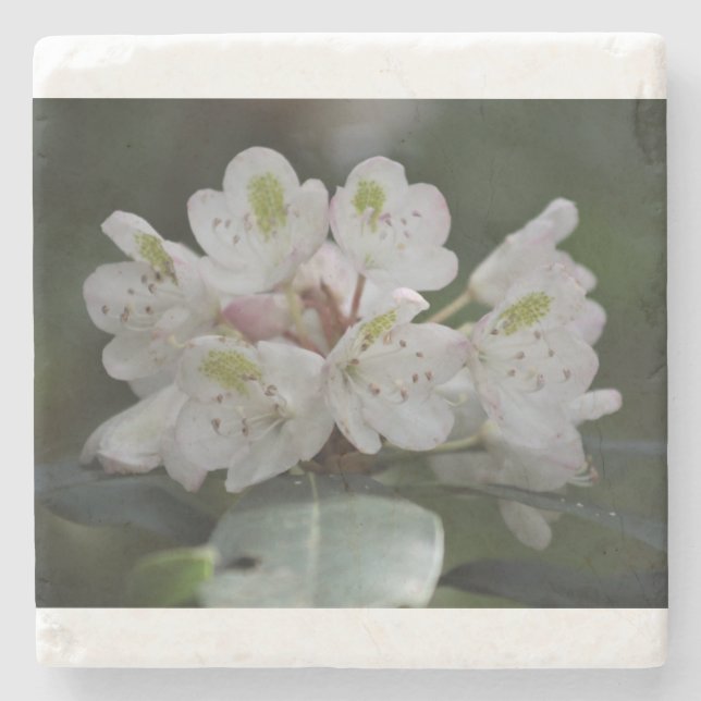 Porta-copo De Pedra Excelente Laurel (Frente)