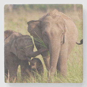 Porta-copo De Pedra Família de Elefante Asiático Indiano na Savana
