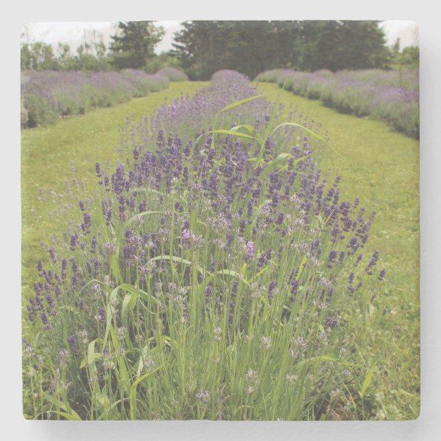Porta-copo De Pedra Fazenda Seafoam Lavanda (Frente)