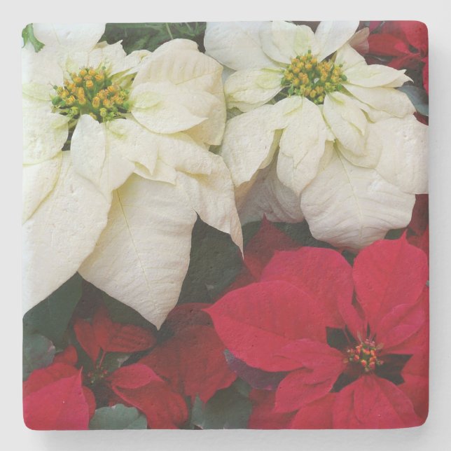 Porta-copo De Pedra Férias de Natal White e Red Poinsettias II (Frente)