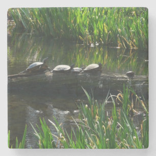 Porta-copo De Pedra Fileira de Tartarugas Foto Verde