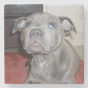 Porta-copo De Pedra Filhote de Bull Terrier Staffordshire Azul,