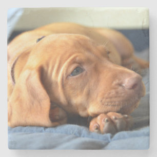 Porta-copo De Pedra Filhote de cachorro de Vizsla que descansa em sua