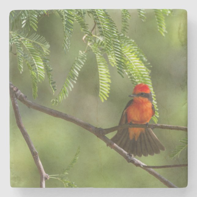 Porta-copo De Pedra Flashy Vermilm Flycatcher (Frente)
