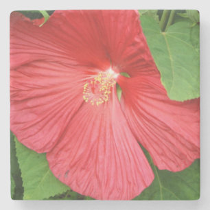 Porta-copo De Pedra Flor Brilhante Magenta Hibiscus Floral