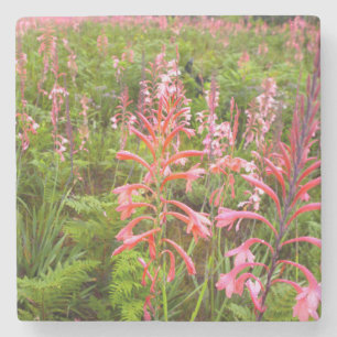 Porta-copo De Pedra Flor Bugle Lily (Watsonia), Cabo Oriental