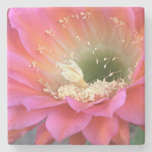 Porta-copo De Pedra Flor de cacto rosa no deserto