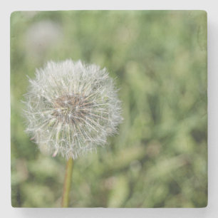 Porta-copo De Pedra Flor de dandelion branco sobre grama verde