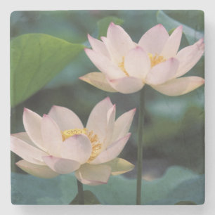 Porta-copo De Pedra Flor de lótus em flor, China