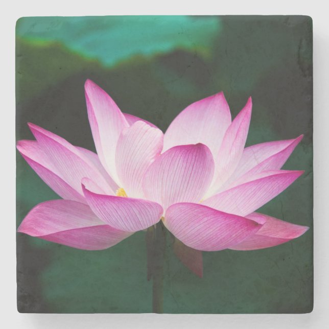 Porta-copo De Pedra Flor de Lotus Rosa (Frente)
