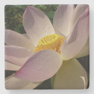 Porta-copo De Pedra Flor de Lotus Rosa III Verão Floral