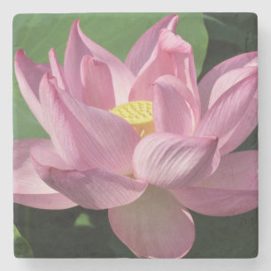 Porta-copo De Pedra Flor de Lotus Rosa IV