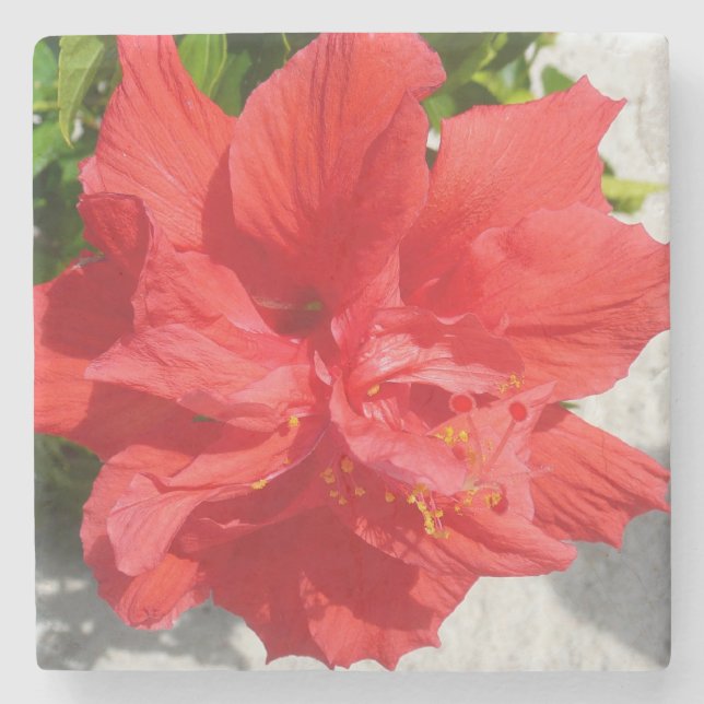 Porta-copo De Pedra Flor Red Double Hibiscus (Frente)