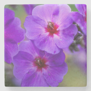 Porta-copo De Pedra Flor roxa