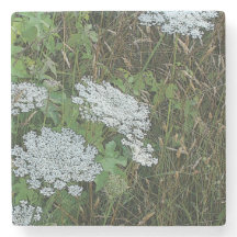 Flor Selvagem de rendas da Rainha Branca Anne