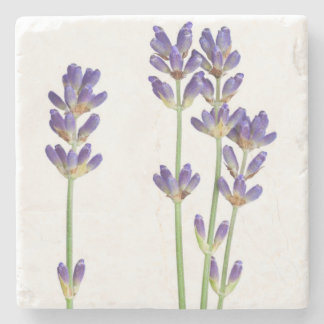 Porta-copo De Pedra Flores da lavanda isoladas no fundo branco