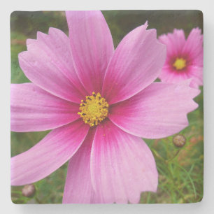 Porta-copo De Pedra Flores de Cosmos Rosa