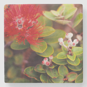 Porta-copo De Pedra Flores de Lehua no Parque Nacional dos Vulcões do