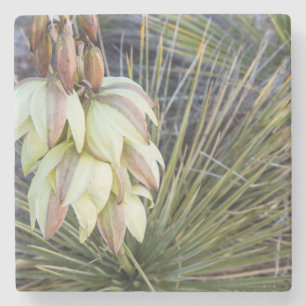 Porta-copo De Pedra Flores de Soaptree Yucca no Upper Missouri