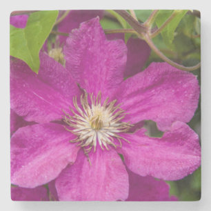 Porta-copo De Pedra Flores na Robinette's Apple Haus & Gift Barn