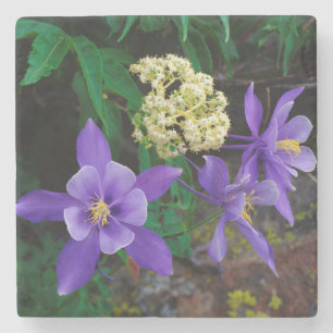 Porta-copo De Pedra Flores selvagens mutantes de Columbine