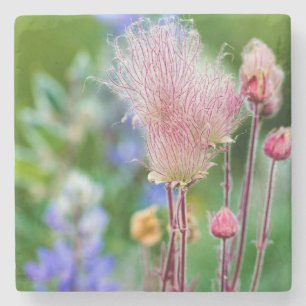 Porta-copo De Pedra Flores Silvestres Prairie Smoke em Aspen Grove 2