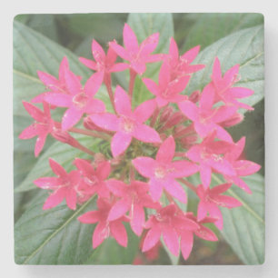 Porta-copo De Pedra Flores Tropicais Rosa Brilhante Porta copos Pedra