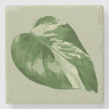 Folha de Monstera Variegada – Arte de Planta Real