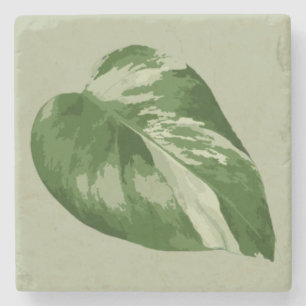 Porta-copo De Pedra Folha de Monstera Variegada – Arte de Planta Real