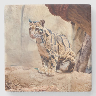 Porta-copo De Pedra foto de leopardo nebuloso natureza vida selvagem e
