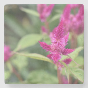 Porta-copo De Pedra Foto do Jardim Celosia, Flor Magenta Cor-de-Rosa F